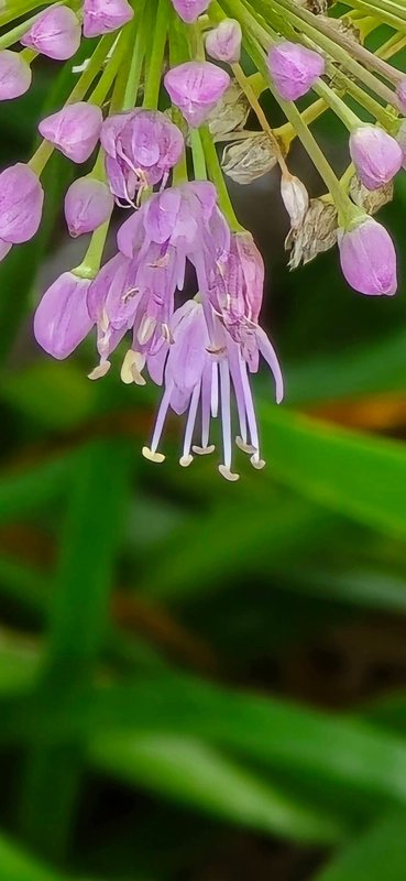 Purple wildflower blooms
