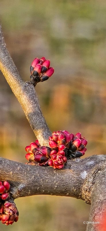 Crimson flower buds