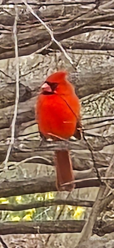 Northern Cardinal