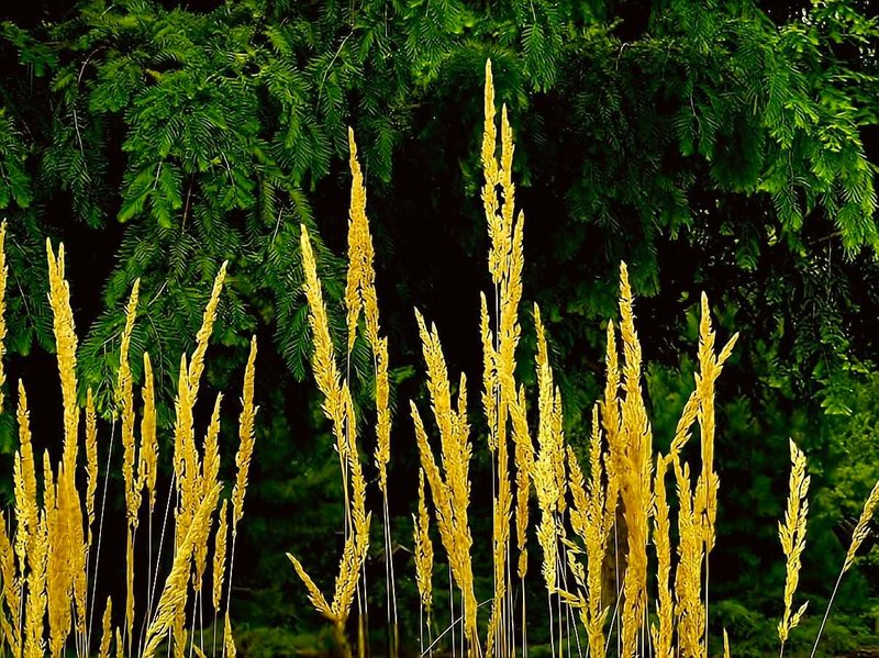 Golden ornamental grasses