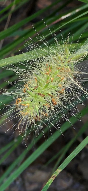 Grass seed head macro
