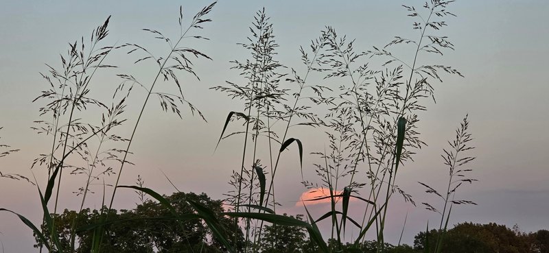 Grass silhouettes at sunset