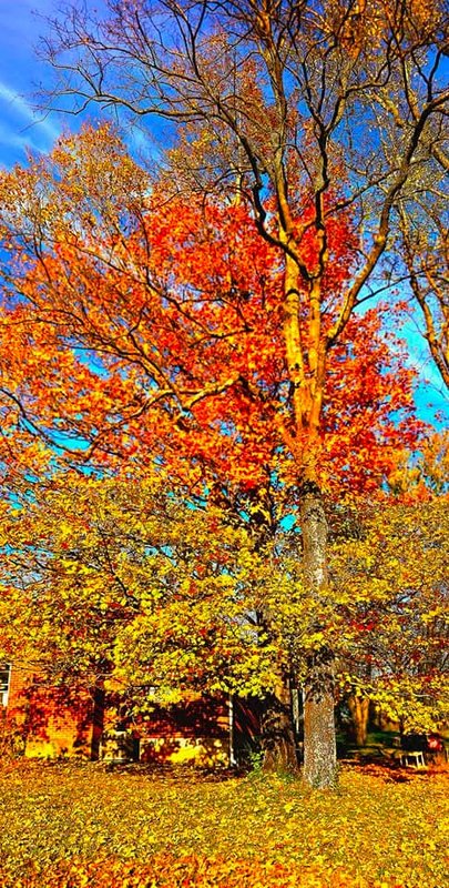 Autumn tree in peak color