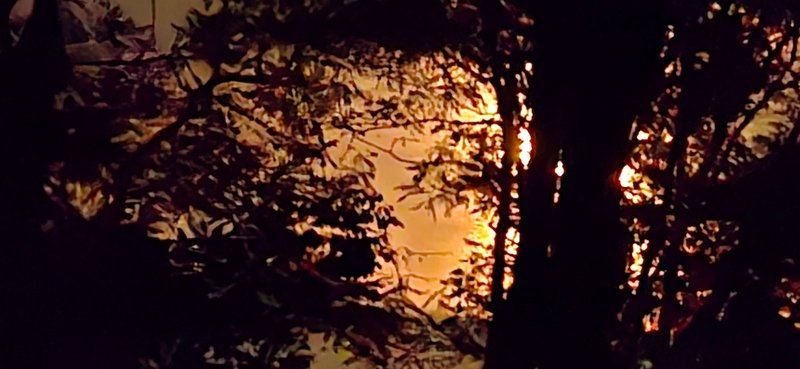 Moon through trees