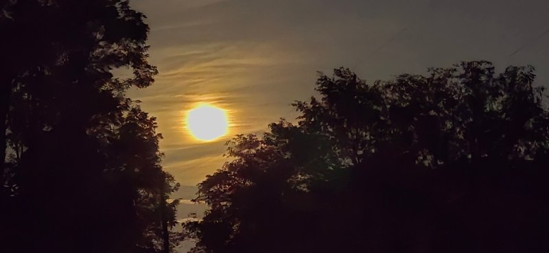 Sun through tree corridor