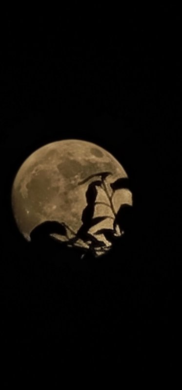 Witch silhouette against full moon
